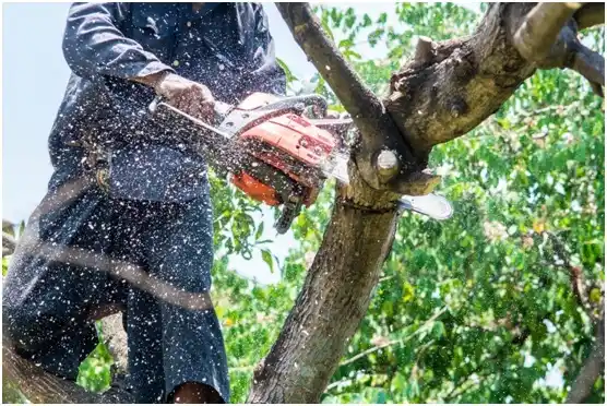 tree services Nashotah